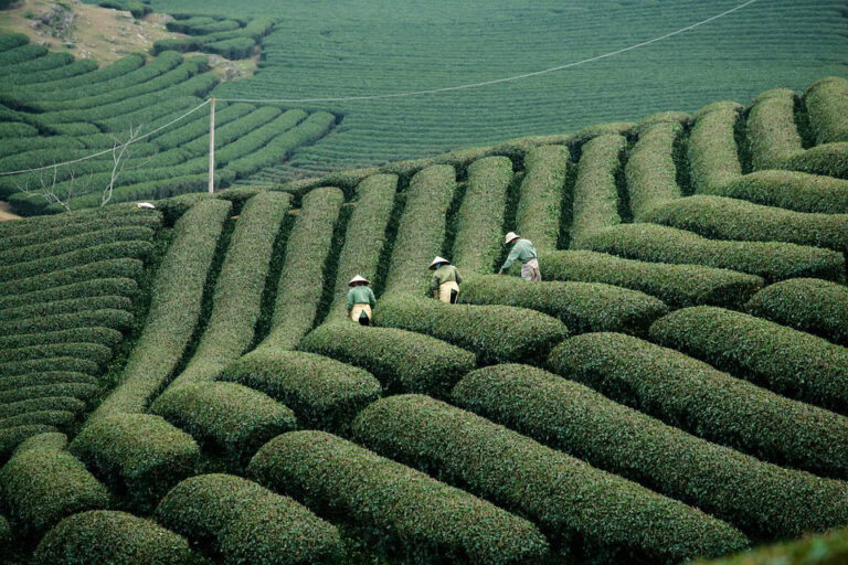 Workers harvesting tea on terraced plantation hillsides