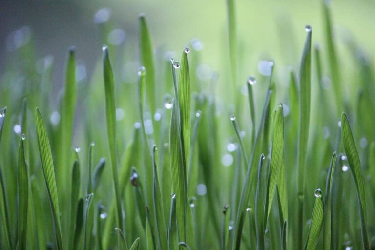 Close-up of dewy grass blades in morning light
