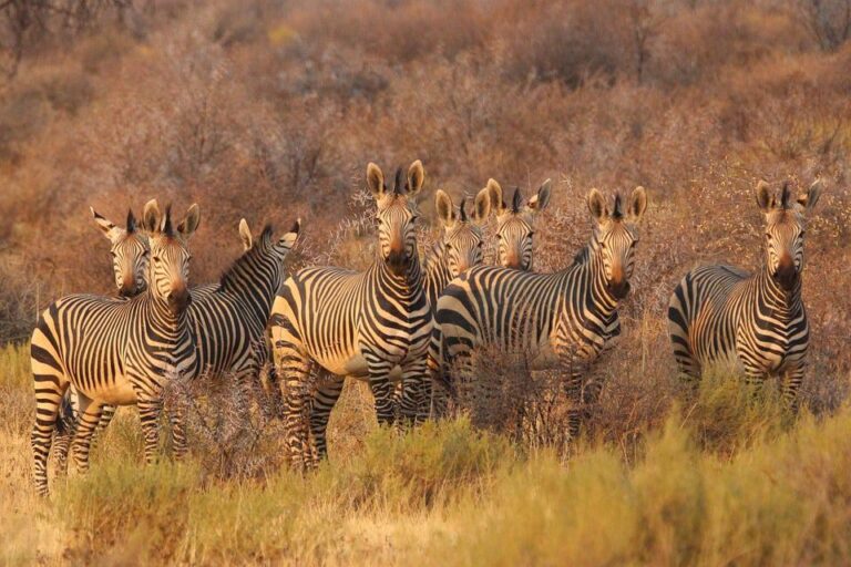 Group of zebras standing in dry savannah grassland