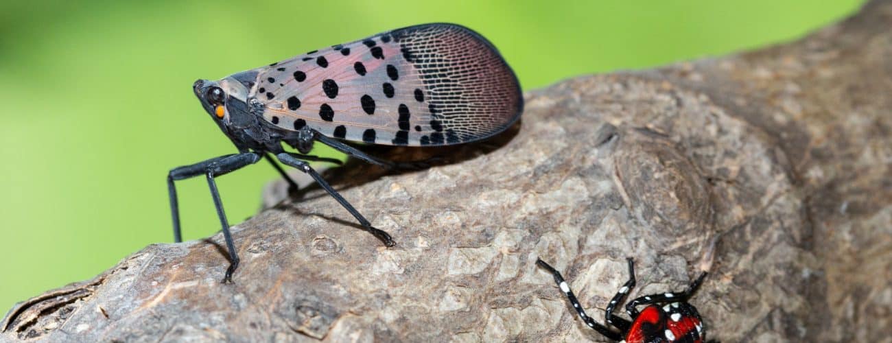 dried hibiscus flowers export nigerias edible blooms