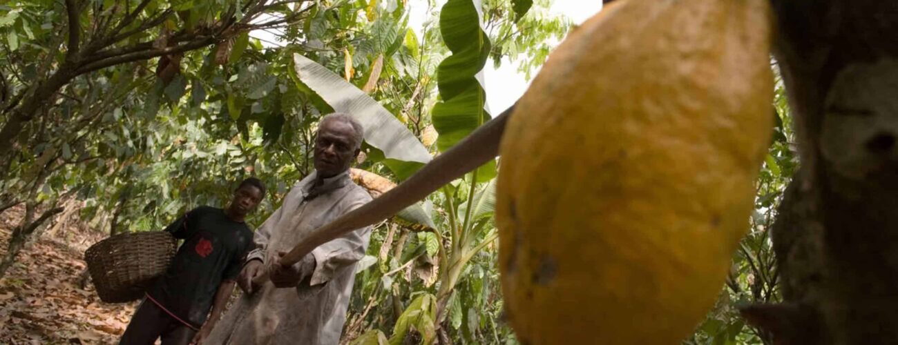 high grade palm oil export sustainable nigerian source