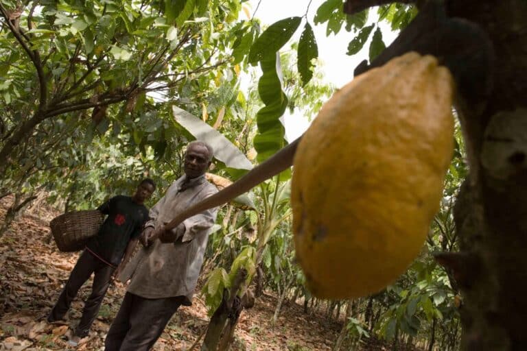 Farmers harvesting cocoa pods in tropical plantation