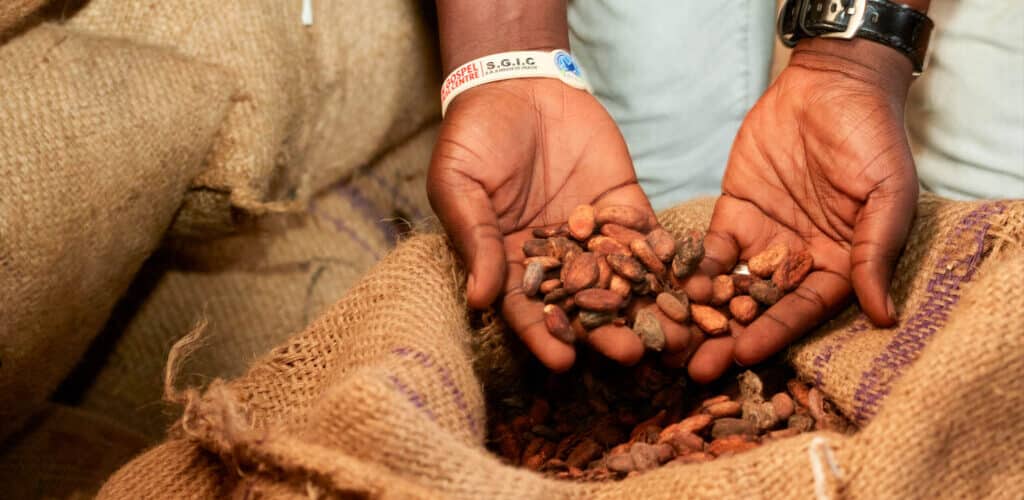 premium cocoa beans export nigerias finest harvest