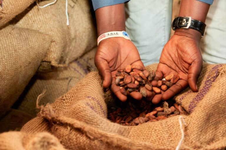 Hands holding cocoa beans over burlap sack