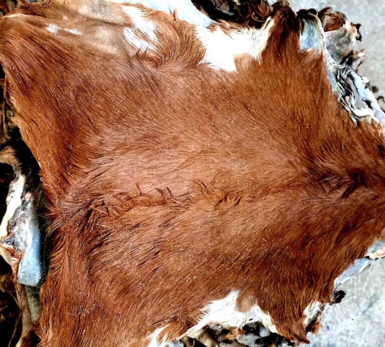 Brown cow hide with stitched incision on snow