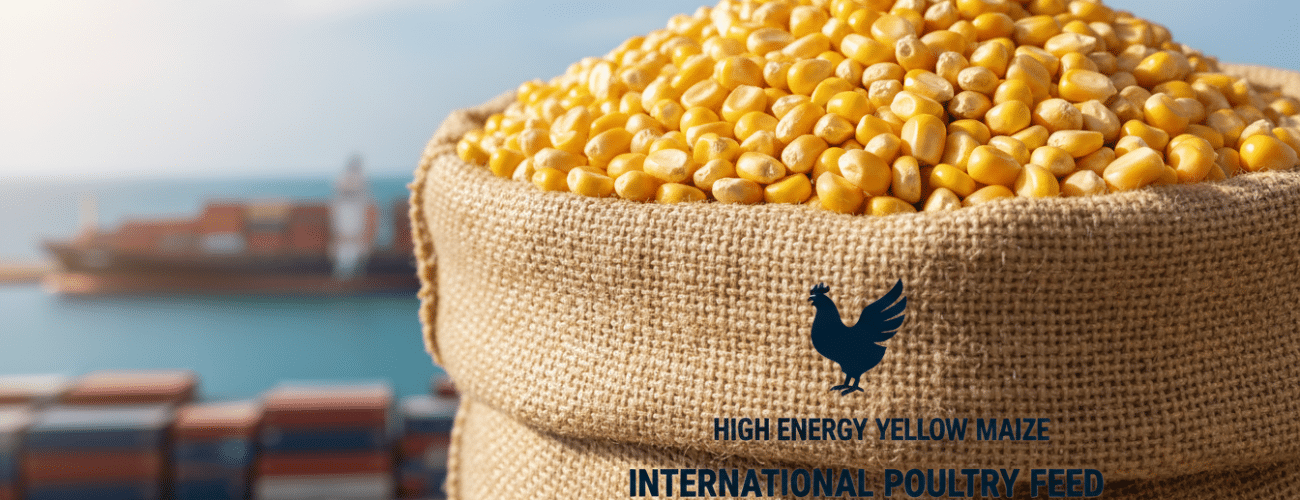 high energy yellow maize for international poultry feed markets