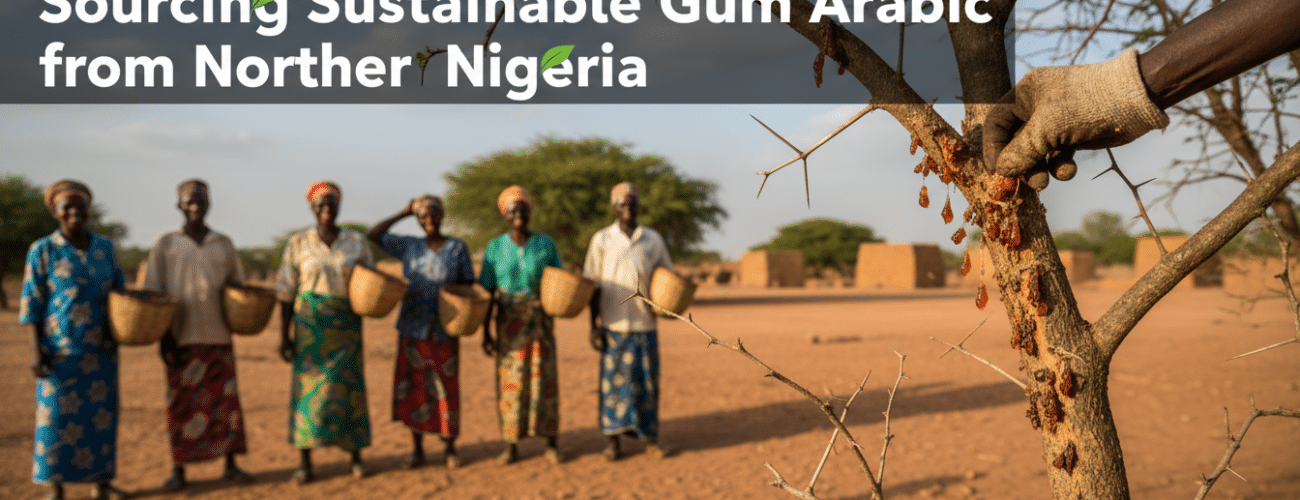 sourcing sustainable gum arabic from northern nigeria